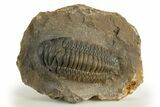 Multi-Toned Crotalocephalina Trilobite - Atchana, Morocco #323584-2